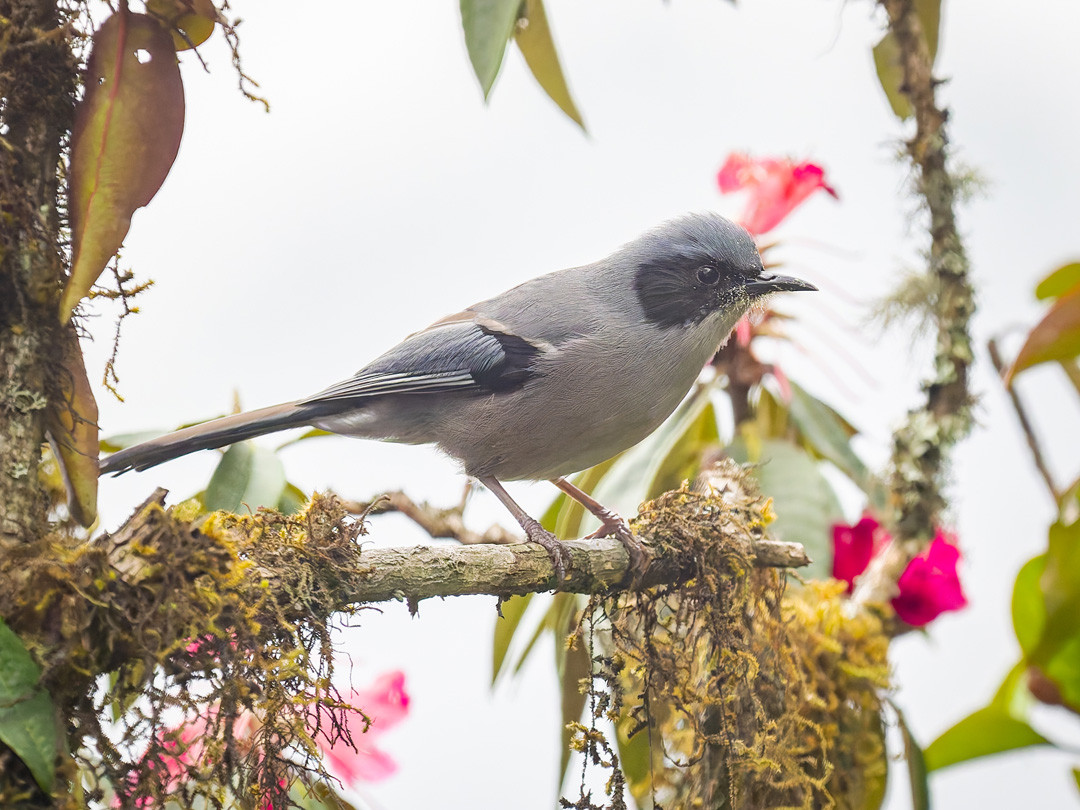 image Beautiful Sibia